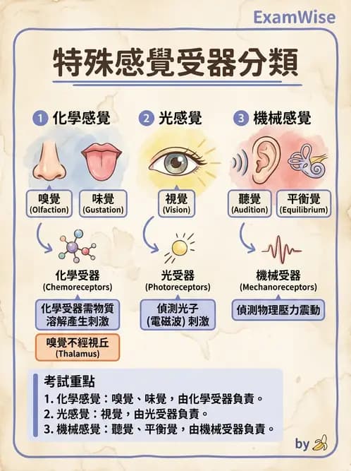 放射 - 特殊感官 - AI 圖文解析預覽