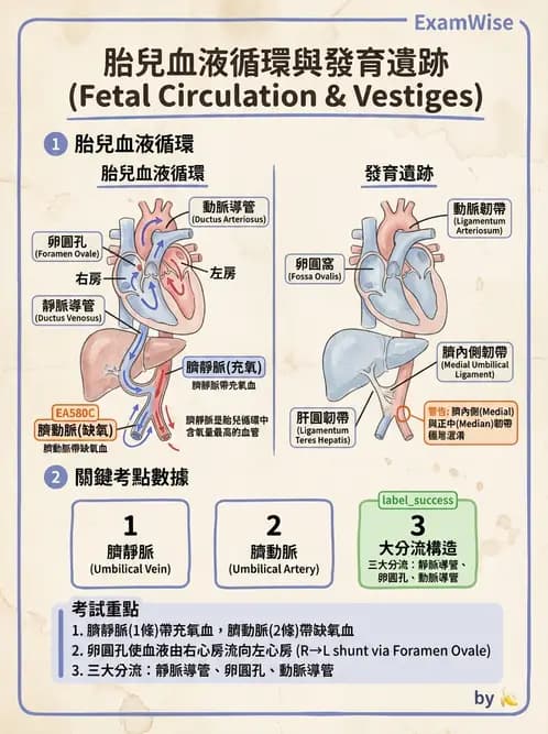 放射 - 血管 - AI 圖文解析預覽