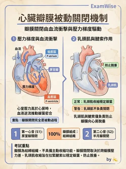 放射 - 心臟 - AI 圖文解析預覽
