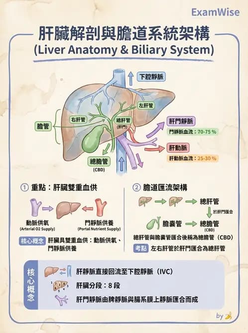 放射 - 消化系統 - AI 圖文解析預覽