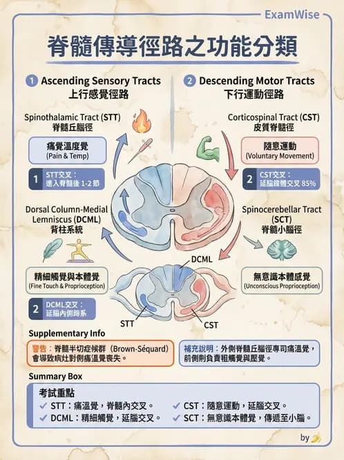 放射 - 神經生理 - AI 圖文解析預覽