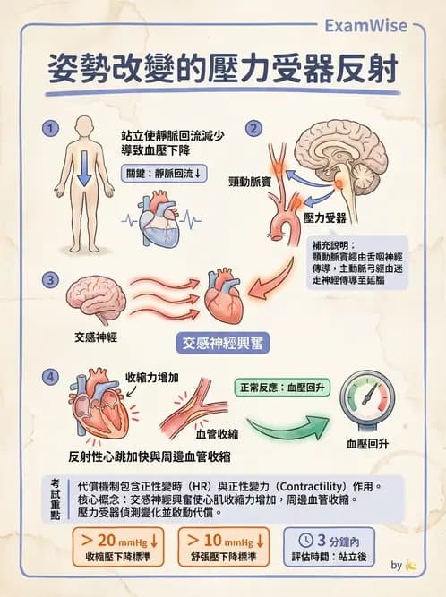 放射 - 心血管生理 - AI 圖文解析預覽