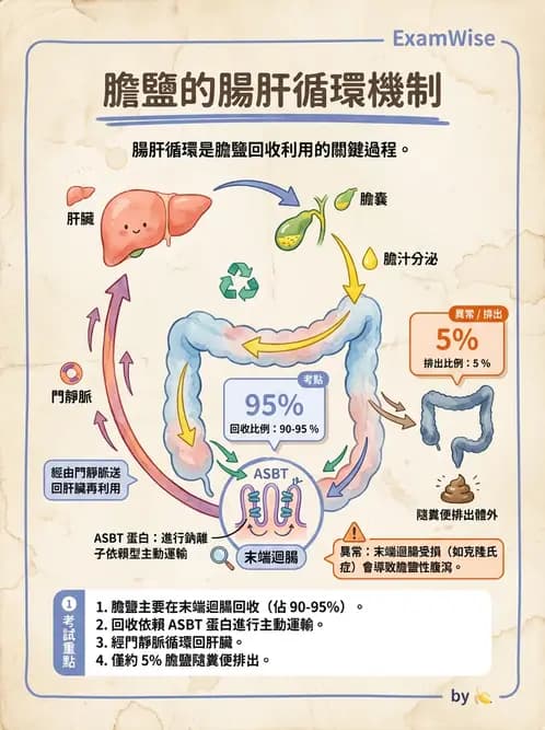 放射 - 胃腸生理 - AI 圖文解析預覽