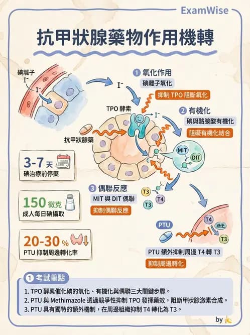 放射 - 內分泌生理 - AI 圖文解析預覽