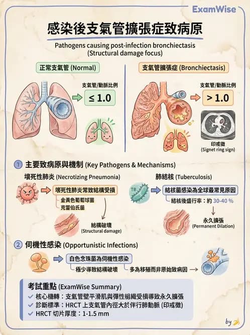 放射 - 呼吸系統疾病 - AI 圖文解析預覽