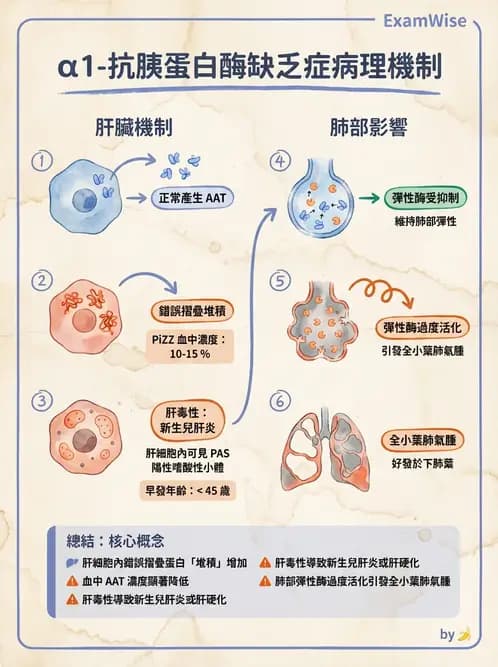 放射 - 肝臟、膽道及胰臟疾病 - AI 圖文解析預覽