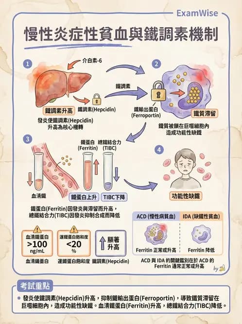 放射 - 造血及淋巴系統疾病 - AI 圖文解析預覽