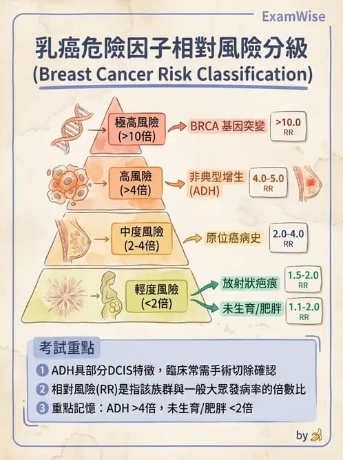 放射 - 生殖系統及乳房疾病 - AI 圖文解析預覽
