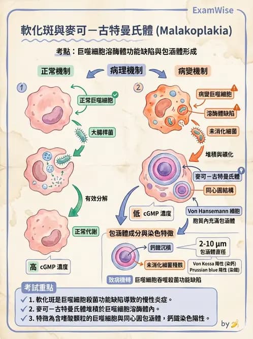 放射 - 感染、修復及其反應 - AI 圖文解析預覽