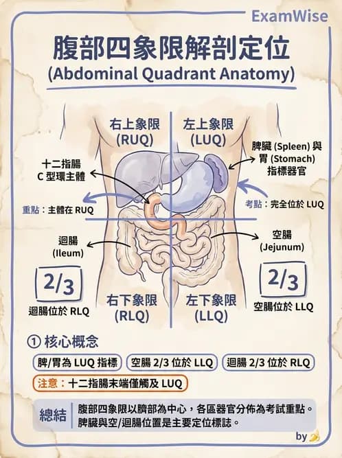 放射 - 消化道造影 - AI 圖文解析預覽