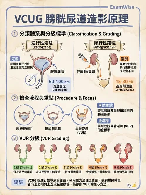 放射 - 泌尿生殖攝影 - AI 圖文解析預覽
