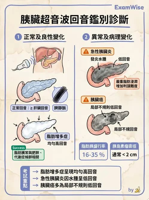 放射 - 膽胰脾超音波 - AI 圖文解析預覽