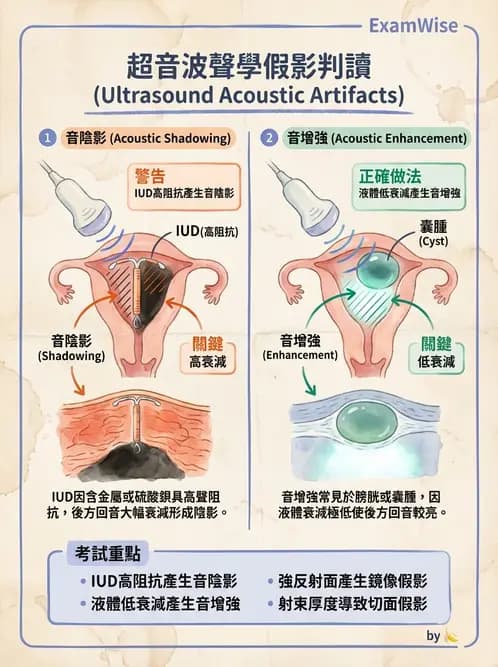 放射 - 泌尿生殖與小器官超音波 - AI 圖文解析預覽