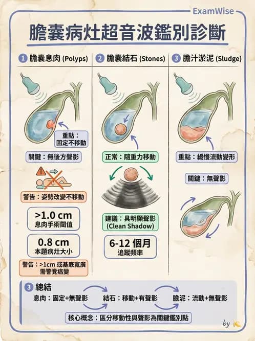 放射 - 膽胰脾超音波 - AI 圖文解析預覽