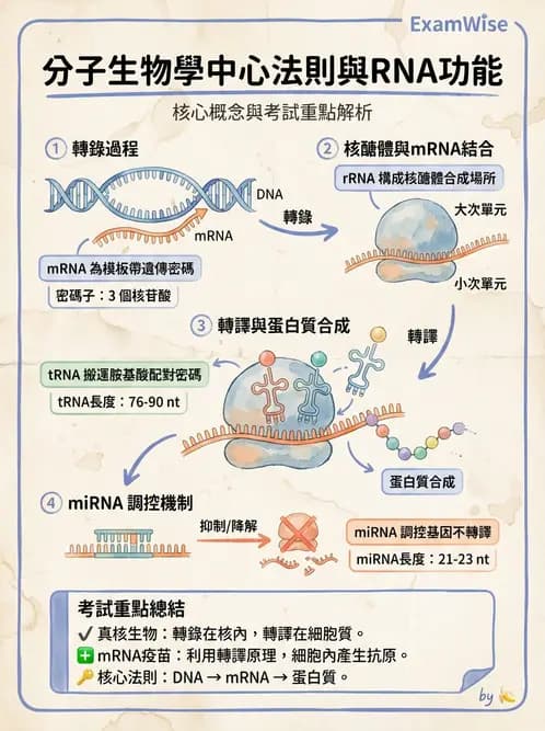 放射 - 輻射生物分子技術 - AI 圖文解析預覽
