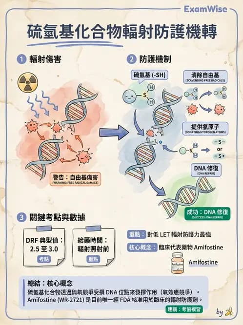 放射 - 輻射增敏與保護 - AI 圖文解析預覽
