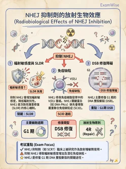 放射 - DNA傷害與修復 - AI 圖文解析預覽