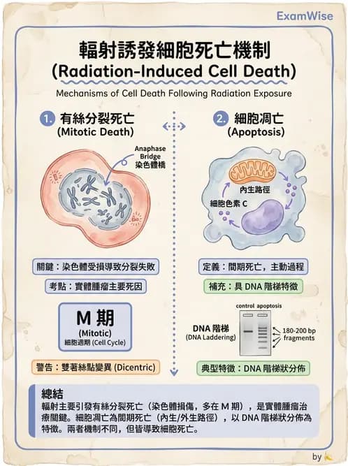 放射 - 組織與腫瘤輻射效應 - AI 圖文解析預覽