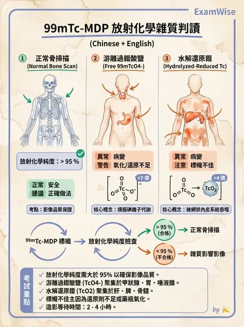 放射 - 肺肝膽與製劑通則 - AI 圖文解析預覽