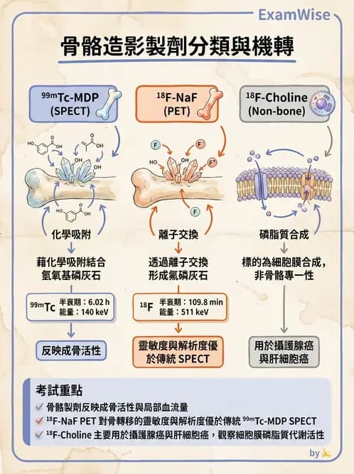 放射 - 骨骼與發炎造影SPECT藥物 - AI 圖文解析預覽