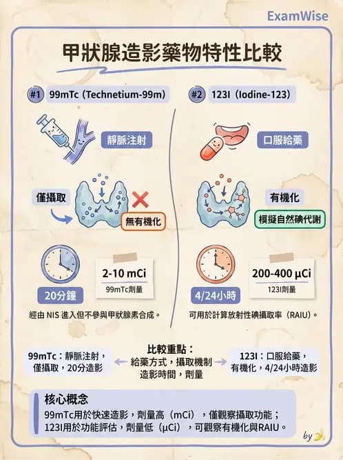 放射 - 甲狀腺造影 - AI 圖文解析預覽