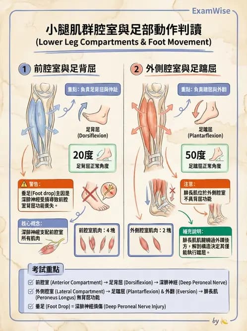 放射 - 下肢肌肉 - AI 圖文解析預覽