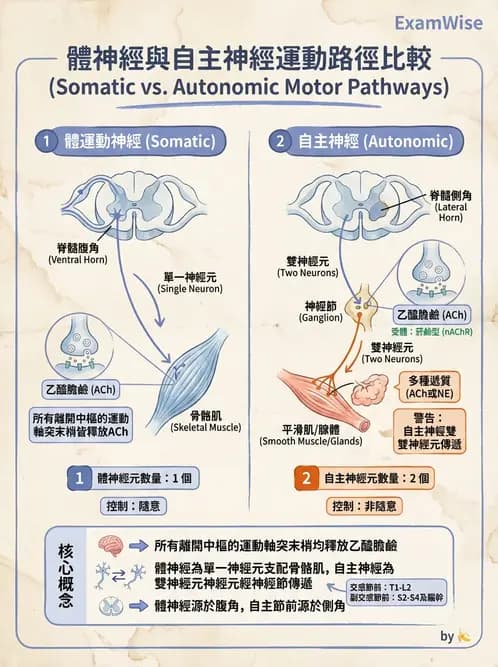 放射 - 自律神經系統 - AI 圖文解析預覽