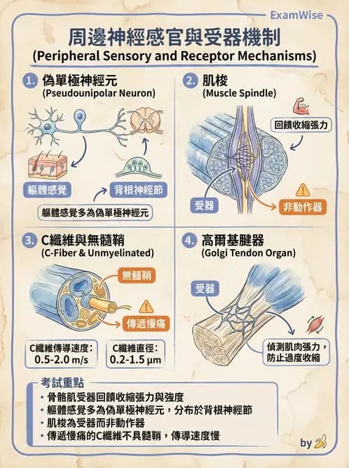 放射 - 脊神經叢與肢體神經 - AI 圖文解析預覽