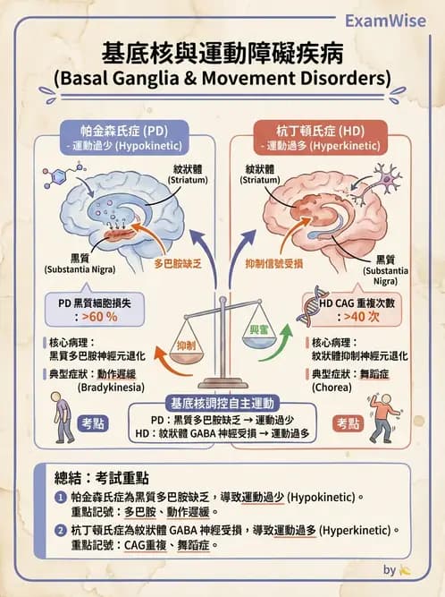 放射 - 大腦皮質與神經細胞 - AI 圖文解析預覽