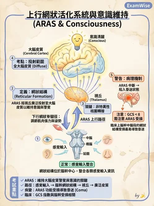 放射 - 腦幹、脊髓與腦室系統 - AI 圖文解析預覽