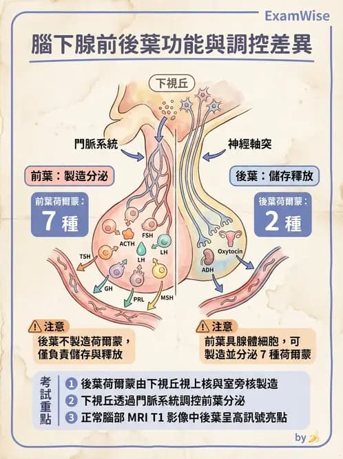 放射 - 內分泌系統 - AI 圖文解析預覽