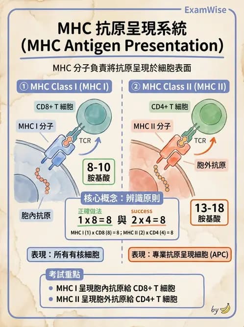 放射 - 淋巴及免疫系統 - AI 圖文解析預覽