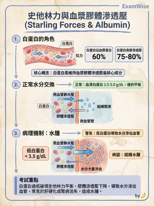 放射 - 心血管生理 - AI 圖文解析預覽