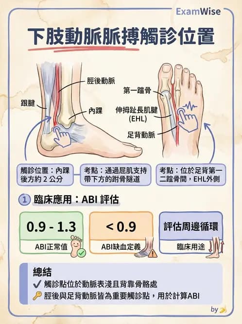 放射 - 血管 - AI 圖文解析預覽