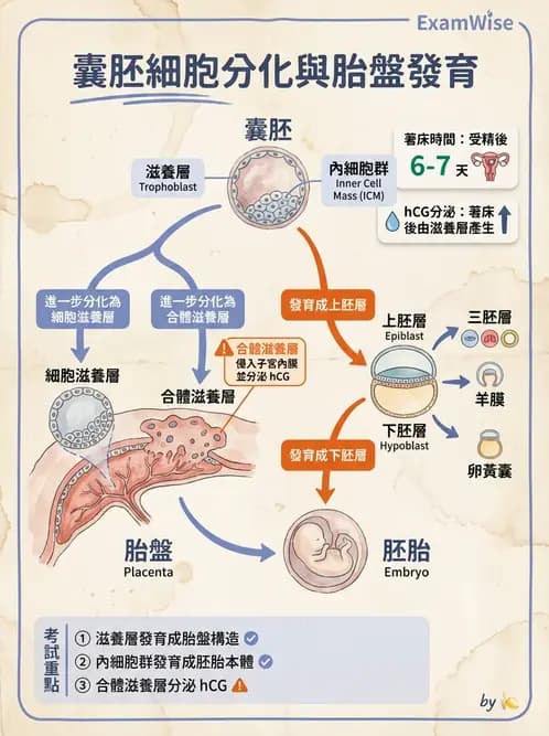 放射 - 生殖系統 - AI 圖文解析預覽