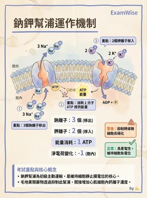 放射 - 細胞生理 - AI 圖文解析預覽