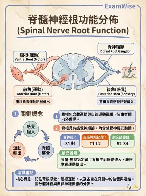 放射 - 神經生理 - AI 圖文解析預覽