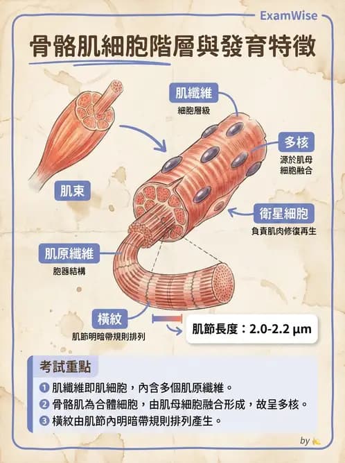放射 - 肌肉及代謝生理 - AI 圖文解析預覽