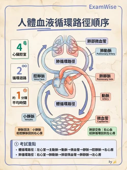 放射 - 心血管生理 - AI 圖文解析預覽