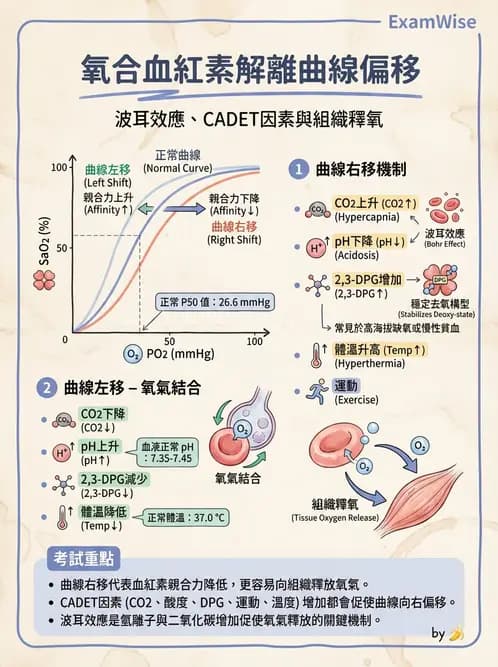 放射 - 呼吸生理 - AI 圖文解析預覽