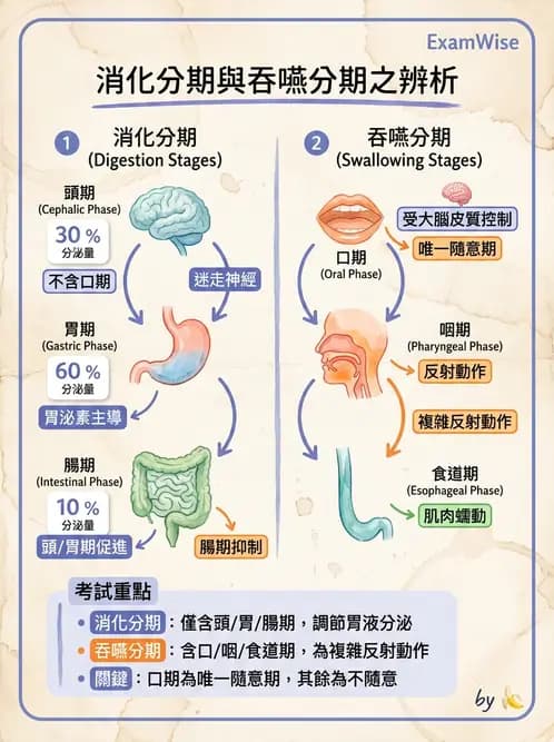 放射 - 胃腸生理 - AI 圖文解析預覽