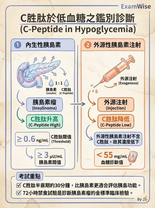放射 - 內分泌生理 - AI 圖文解析預覽