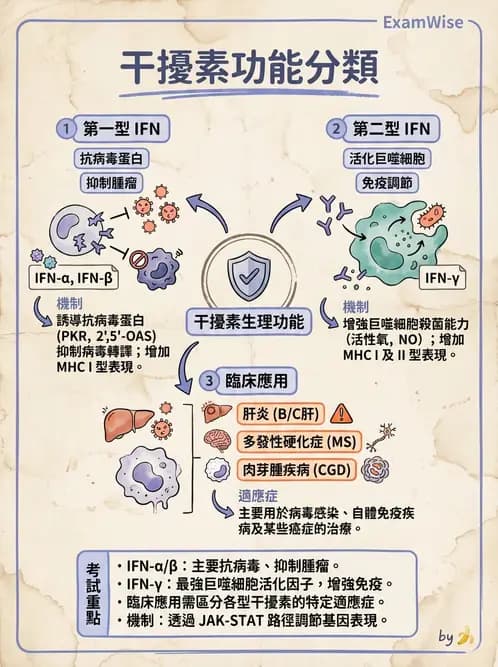 放射 - 血液及免疫生理 - AI 圖文解析預覽