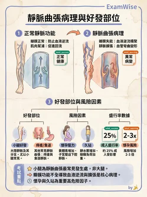 放射 - 心臟及血管疾病 - AI 圖文解析預覽