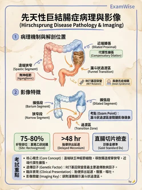 放射 - 口腔及腸胃道疾病 - AI 圖文解析預覽