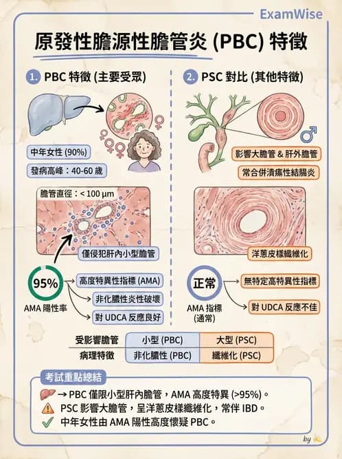 放射 - 肝臟、膽道及胰臟疾病 - AI 圖文解析預覽