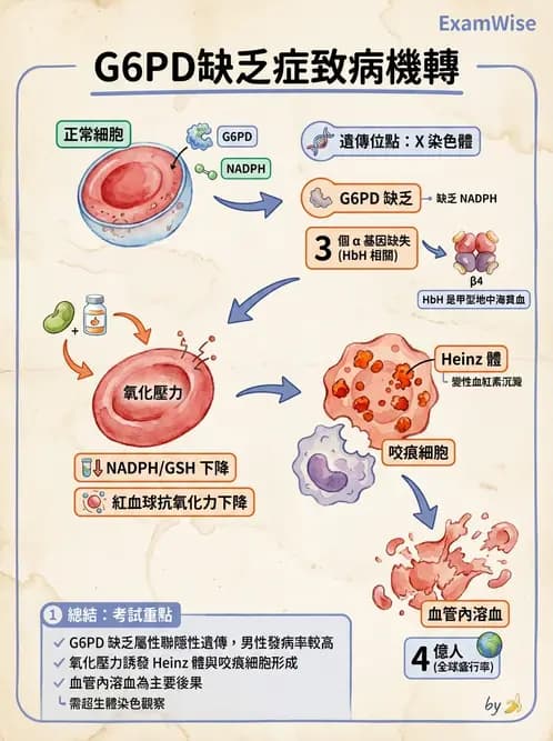 放射 - 造血及淋巴系統疾病 - AI 圖文解析預覽