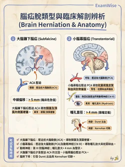 放射 - 神經系統疾病 - AI 圖文解析預覽