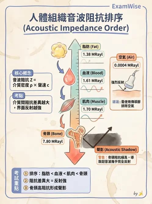 放射 - 超音波物理與換能器 - AI 圖文解析預覽