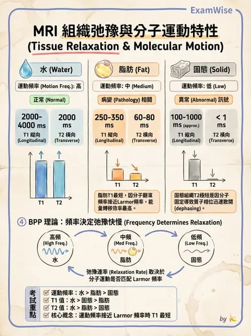 放射 - MRI基本物理與弛緩 - AI 圖文解析預覽